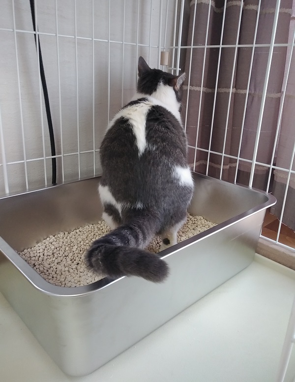 【ステンレス猫トイレ】臭わない&ケージに置けて最強だった タムコのおうちブログ