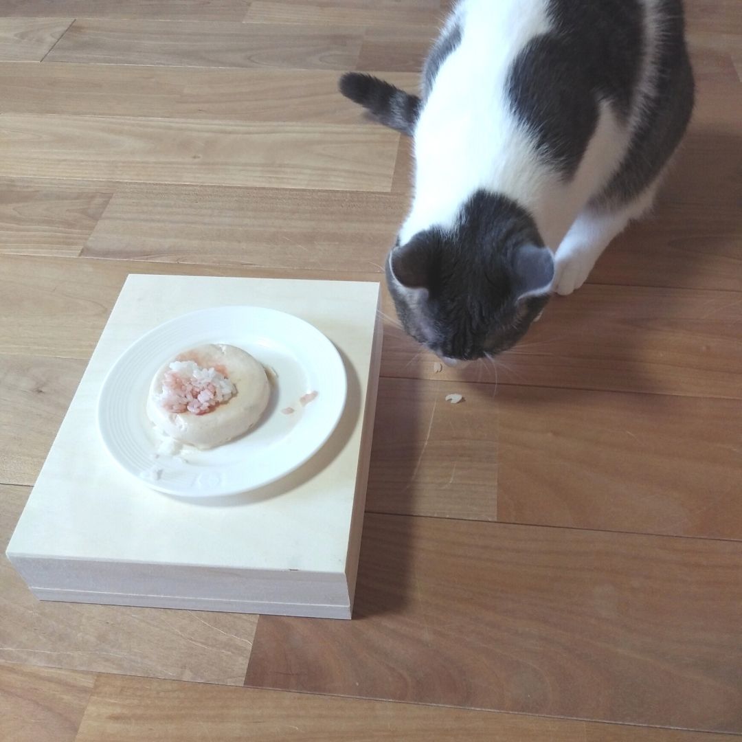 猫用ごはんケーキをとられまいと床に落として食べるナンコちゃん
